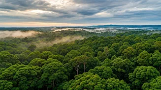 See India's Rainy Forests From Above