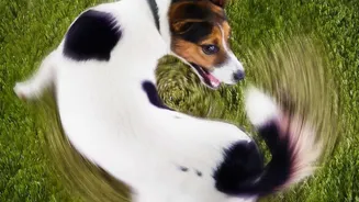 How Apartment Complexes Manage Dog Park Noise Through Timed Group Play Rules