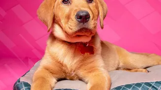 India’s Smaller Cities Are Becoming New Hubs For Pet Products And Services