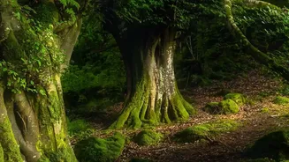 Why Bialowieza Forest Belongs on a European Nature Itinerary