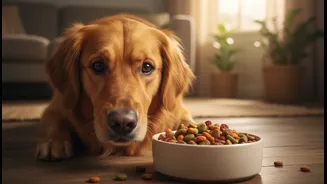 Pet Owners Should Watch Digestion, Coat And Energy After Diet Changes