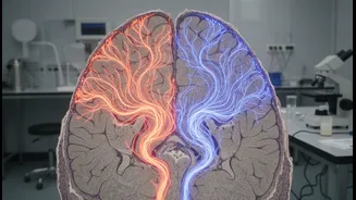 Glucose And Fructose Gut-Brain Research Finds Different Neural Responses In A New Mouse Study