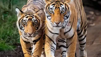 Nepal's Tiger Gains Show Why Conservation Must Include Local Communities