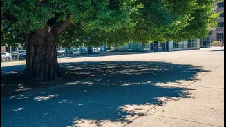 Shade Is Infrastructure When Streets Become Unsafe To Walk