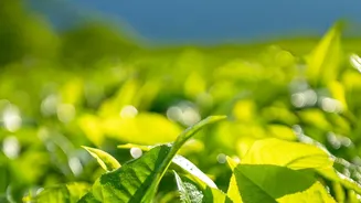Why Traditional Smoked Teas From Sikkim And Ladakh Deliver Deep Natural Earthy Mountain Flavours