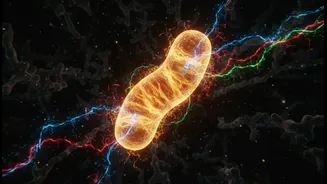 Mitochondrial Stress Could Link Spaceflight Changes That Once Looked Unrelated