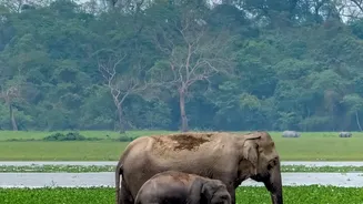 Dudhwa's 53-Rhino Population Includes 25 Adult Females