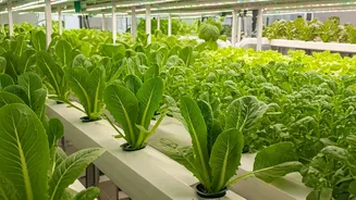 Hydroponic Setups Are Perfect For Curious Beginners