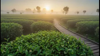 Jorhat Shows How Smaller Cities Can Anchor Slower Regional Holidays