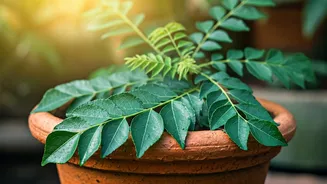 Cultivating Your Curry Leaf Plant: Essential Tips for a Bountiful Harvest