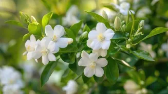 How to protect jasmine plants from pests