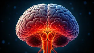 Brain Decline: Ages and Mitigation Strategies