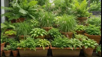 Rain-Friendly Terrace Plants Can Help Create A Naturally Cooler Home Environment