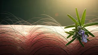 Regrow Hair Naturally: Unlock Scalp Vitality with Microneedling & Rosemary Oil