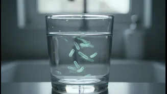 Why Your Apartment Water Supply Looks Pristine But Might Still Contain Active Typhoid Vectors