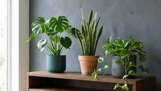 Keep Indoor Houseplants Healthy Easily At Home With Simple Beginner Gardening Advice
