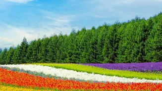 Choglamsar And Stakna Showcase Ladakh's Ambition To Grow Flowers At Scale