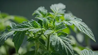 Protect Delicate Balcony Tomato Leaves From Monsoon Insects With Neem