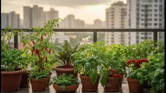 Monsoon Balcony Micro-Gardens Can Turn Small Spaces into Edible Plots: What to Check before Acting on the Update