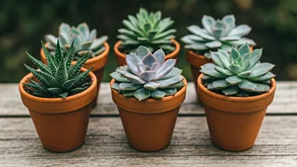 6 Succulents: Thrive for Decades!
