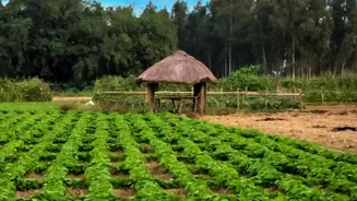 Punjab Crop Diversification: The News, the Scale and the Status