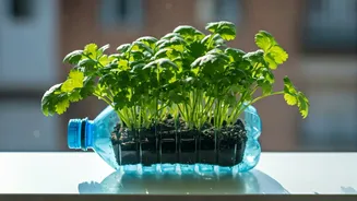 Grow Fresh Coriander On Small Apartment Ledes Using Recycled Plastics