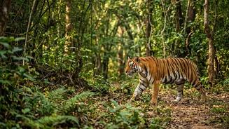 Many Indian tiger-reserve safari gates reopen in October after the monsoon Is The Main Development; Permit availability and zone openings differ by...