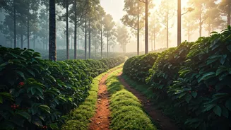 Escape the Crowds: 6 Serene South Indian Hill Stations Like Coorg for 2026