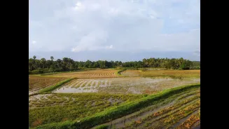 Kerala Prepares for Monsoon with Paddy Procurement Efforts