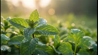 Morning Sun Can Suit Many Herbs Better Than Harsh Afternoon Heat