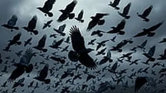 H5N1 Bird Flu Scare In Chennai: Hundreds Of Crow Found Dead Across City; Govt Issues Advisory