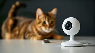 The Ultimate Smart Camera Guide For Indian Cat Owners Working