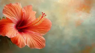 5 beauty hacks using hibiscus flower
