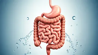 Balancing Fiber Intake: A Doctor's Guide to Gut Health & Avoiding Discomfort