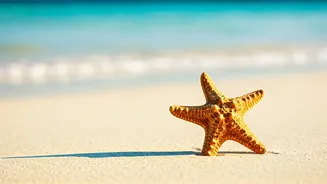 5 Beach Treasures You Should Leave Behind: Protecting Coastal Ecosystems