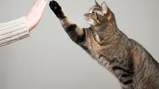 Keep Introductions Brief if the Pet Chooses to Approach