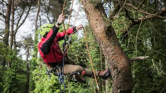 Tree climbing workouts: Surprising health benefits
