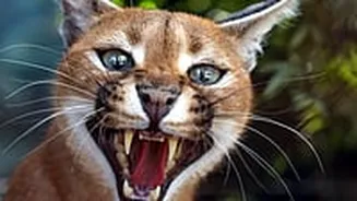 MP News: Global Tiger Forum Team To Visit Gandhi Sagar Sanctuary To Study Rare Caracal