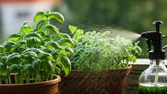 Balcony Gardeners Deploy Liquid Seaweed For Humid Weather Plant Protection