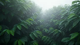 Coorg Monsoon Is The Slow Escape Everyone Wants