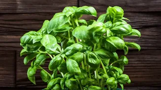 Fresh Basil, Mint And Coriander Are Leading This Year's Balcony Garden Trend