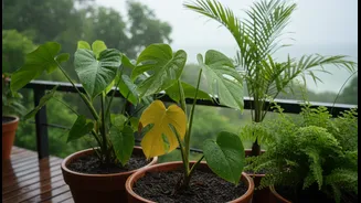 Why proper ventilation stops balcony tropical plants from developing monsoon root rot