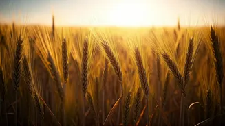 Baisakhi 2026: Celebrate the Harvest Festival with Wishes & Blessings