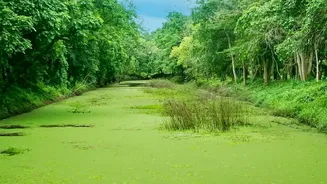 Assam's Monsoon Magic Continues To Attract Eco-Conscious Visitors