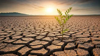Understanding The Impact Of A Drier July