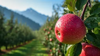 Kotgarh: India's Unsung 'Apple Capital' Nestled in Himachal Pradesh