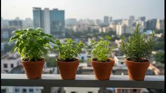Bengaluru's Rain-Fed Planting Window: A Timely Explainer on Balcony Herbs