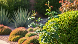 June Trims Make Monsoon Gardens Happier Later