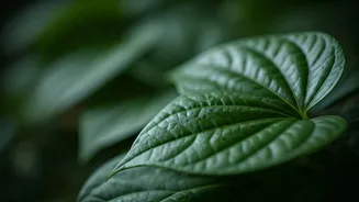 7 Health Benefits of Betel Leaves: A Natural Wellness Guide