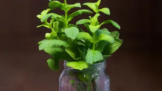 How Plant Cuttings Can Create New Plants: Key Facts And Context